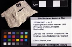 Foto (Objket + Etiketten) von Cracensigillatus acutirostris (Moericke, 1889) 